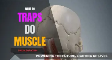 Traps: Muscle Movement and Posture