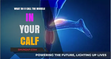 Unveiling the Powerhouse of Your Lower Leg: The Calf Muscle