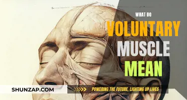 Understanding Voluntary Muscles and Their Unique Functions