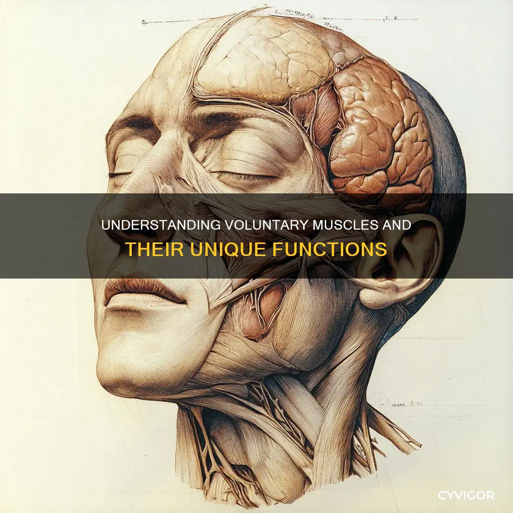 what do voluntary muscle mean