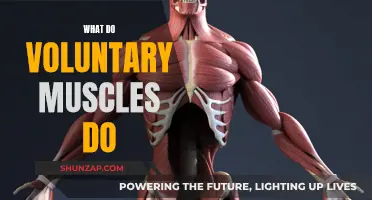 Voluntary Muscles: How They Move Us