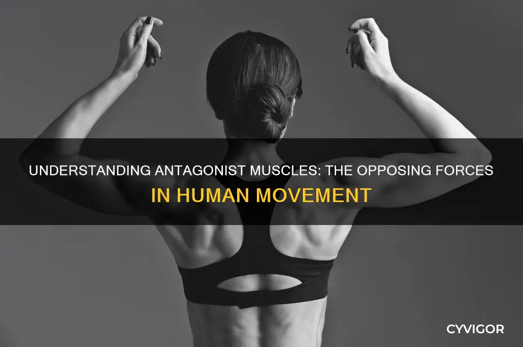 what do we call muscles that cause opposing actino