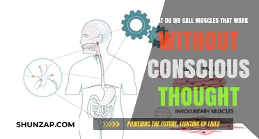 Unconscious Muscle Power: Exploring the Science of Involuntary Muscles