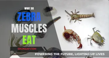 Zebra Mussels' Diet: A Comprehensive Overview