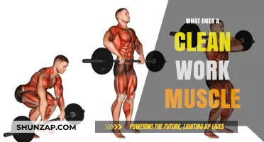 Understanding Clean Work Muscle: Benefits, Techniques, and Maintenance Tips