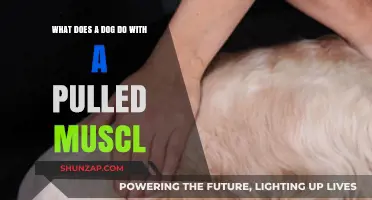 Pulled Muscle in Dogs: Symptoms, Treatment, and Recovery Tips