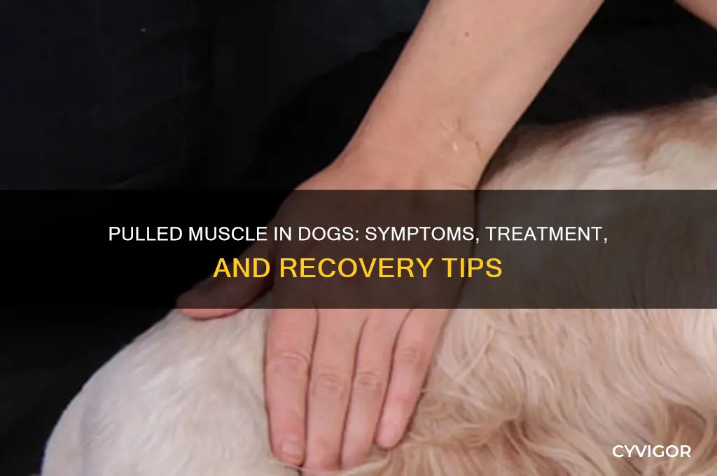 what does a dog do with a pulled muscl