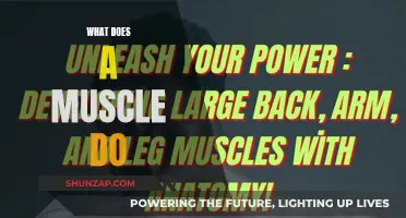How Muscles Work: The Science of Contraction