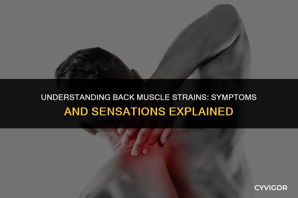 what does a muscle strain in back feel like