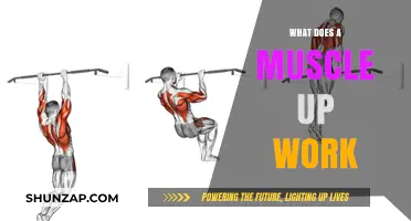 Mastering the Muscle Up: Targeted Muscles and Benefits Explained