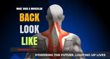 Sculpted Strength: The Anatomy of a Muscular Back