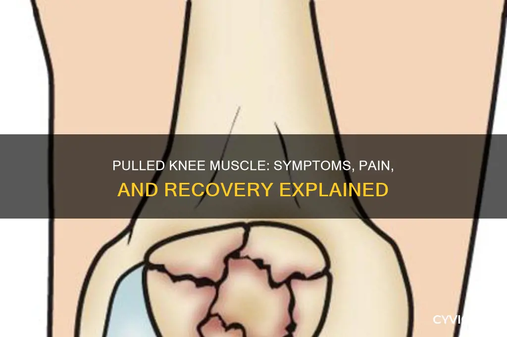 what does a pulled knee muscle feel like