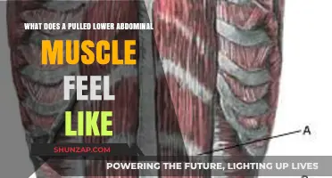 Pulled Lower Abdominal Muscle: Symptoms, Pain, and Recovery Explained