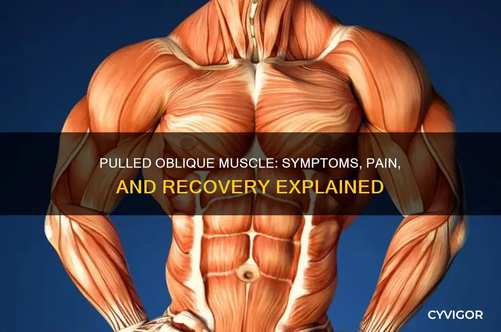 what does a pulled oblique muscle feel like