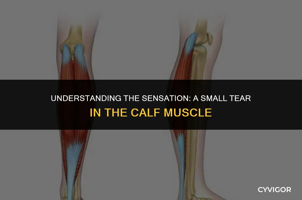 what does a small tear in calf muscle feel like