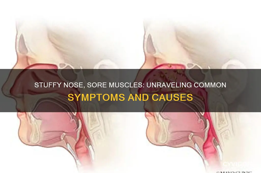 what does a stuffy nose and sore muscles mean