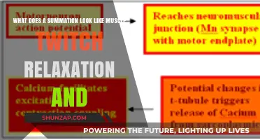 Understanding Summation in Muscle Twitch Relaxation: A Visual Guide