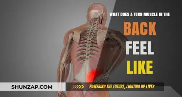 Understanding Back Pain: Signs and Symptoms of a Torn Muscle