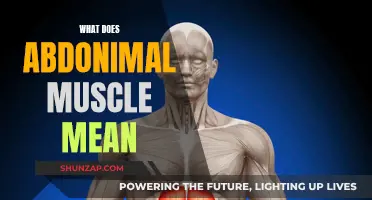 Understanding Your Abdonimal Muscle Makeup