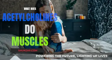 How Acetylcholinesterase Affects Muscle Movement and Performance