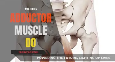 Adductor Muscle: What's Its Function?