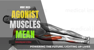 Understanding Agonist Muscles and Their Role in Movement