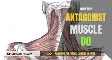 Antagonist Muscles: The Power of Opposition