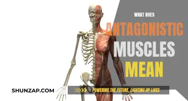 Antagonistic Muscles: Working in Opposition for Your Body