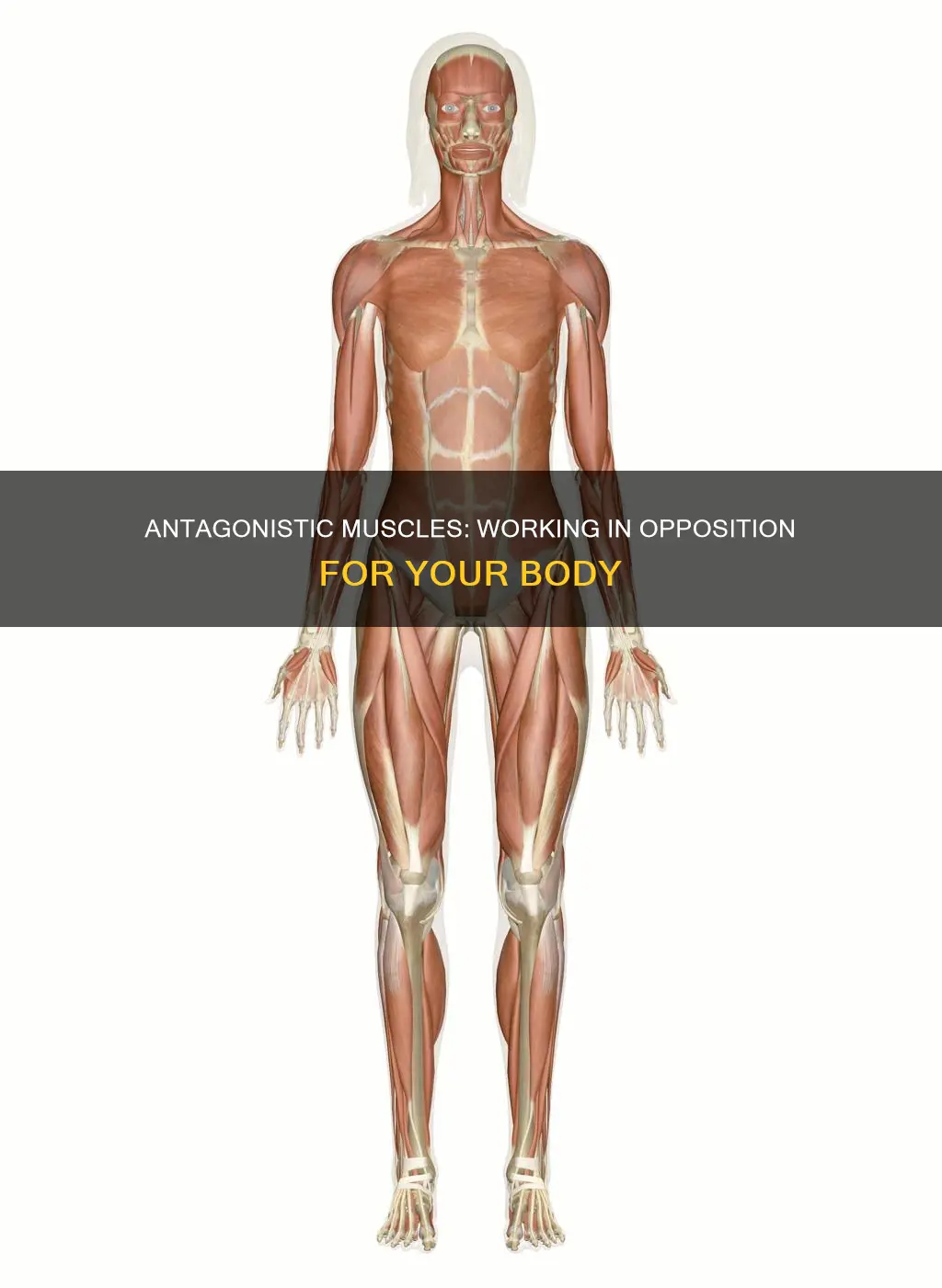 what does antagonistic muscles mean