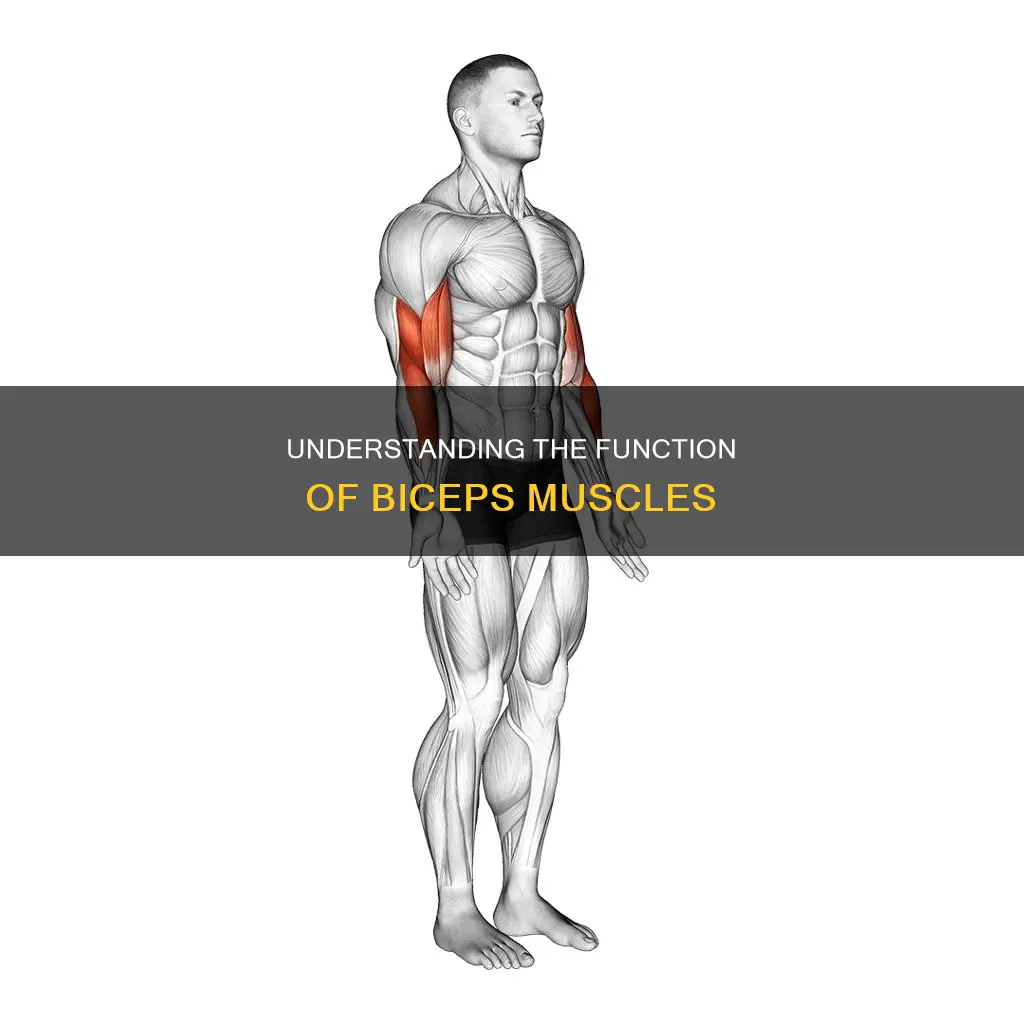 what does biceps muscle do