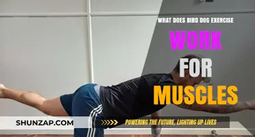 Bird Dog Exercise: Target Muscles and Core Strength Benefits