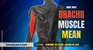Brachii Muscle: What Does It Mean for Your Body?