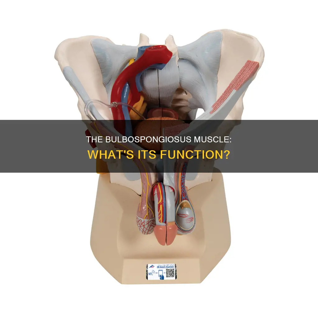what does bulbospongiosus muscle do