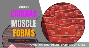 The Cardiac Muscle Forms: A Vital Organ's Structure