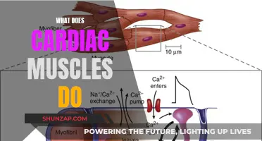 The Heart of the Matter: Cardiac Muscles Explained