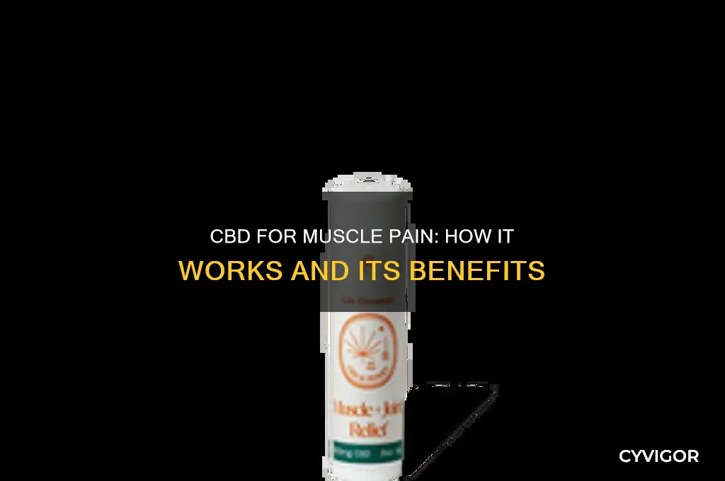 what does cbd do for muscle pain
