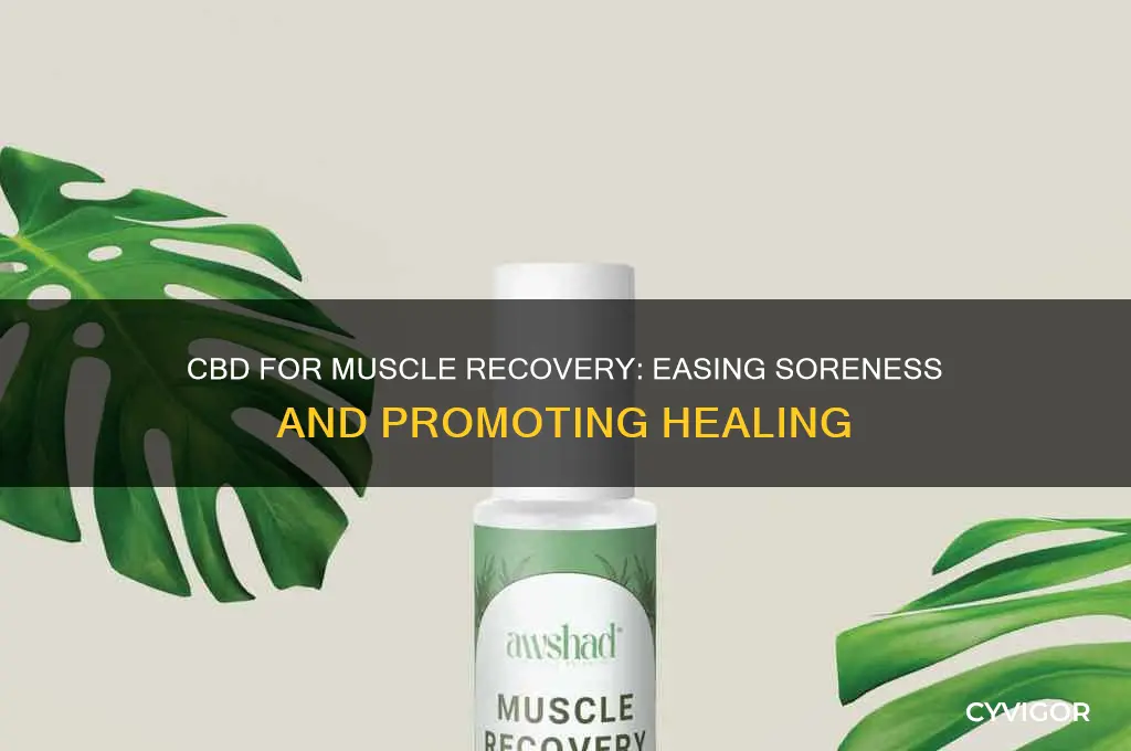 what does cbd do to sore muscles