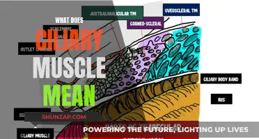 Understanding the Ciliary Muscle Function: Vision's Secret Star