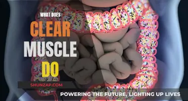 Clear Muscle Benefits: Understanding Muscle Growth and Recovery