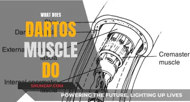 The Dartos Muscle: What's Its Function?