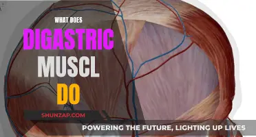 The Digastric Muscle: A Powerful Jaw Stabilizer