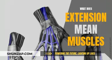 Muscle Extensions: Understanding the Stretch