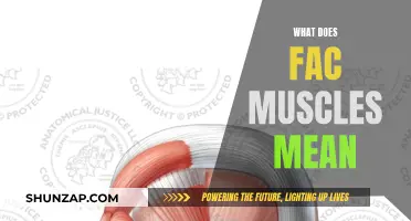 Facial Muscles: What Do They Mean for Your Looks?