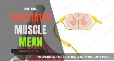 Facilitated Muscles: What Does This Mean?