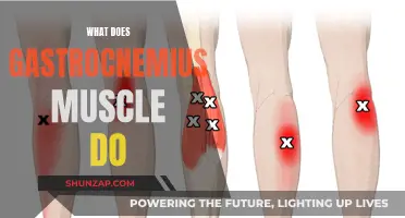 Gastrocnemius Muscle: Its Function and Role in Movement