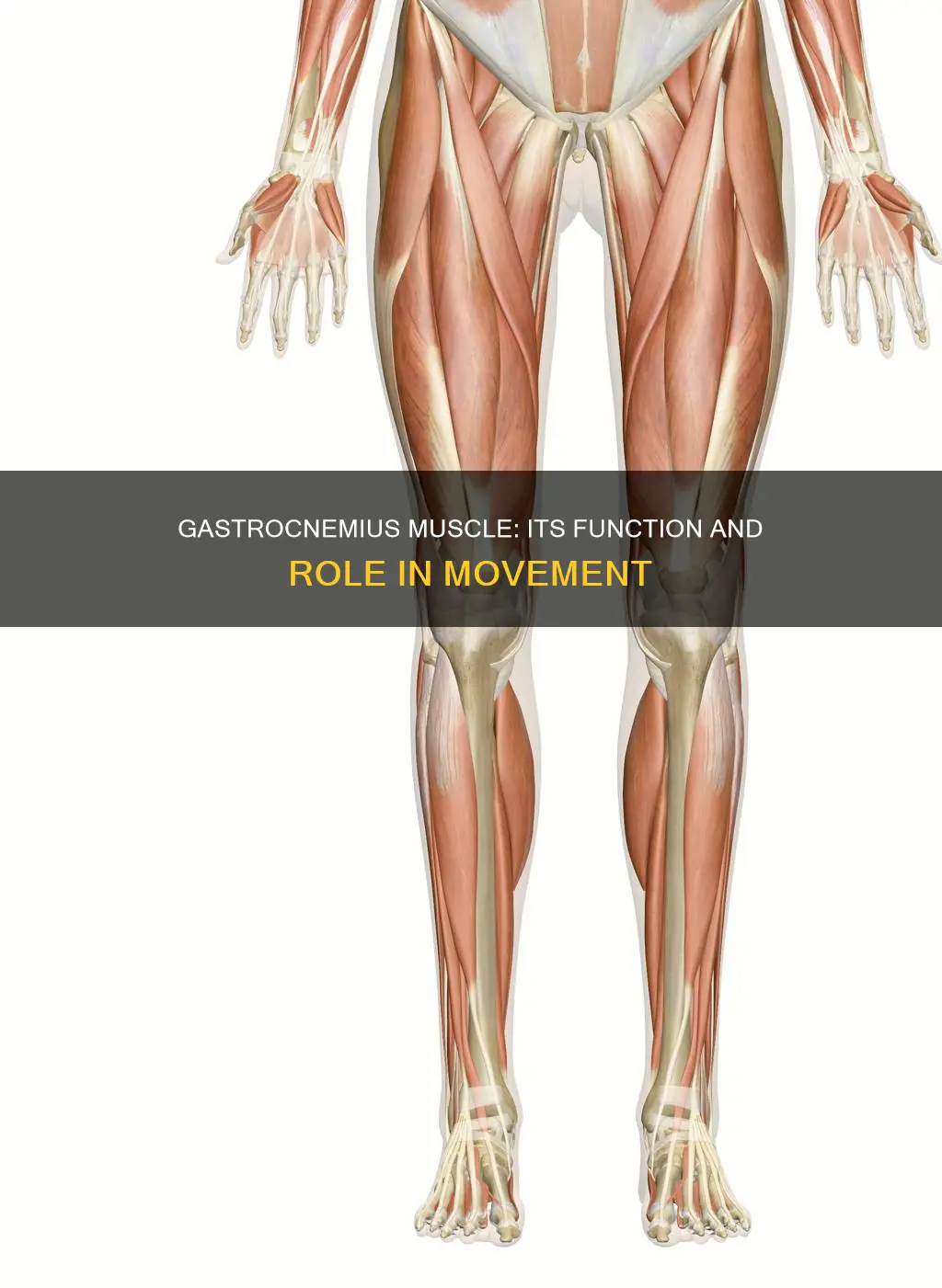 what does gastrocnemius muscle do