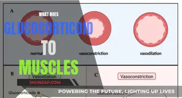 Glucocorticoid Effects: Muscle Breakdown and Weakness