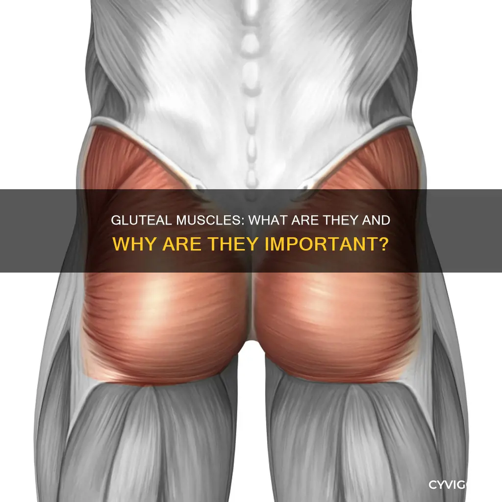 what does gluteal muscle mean
