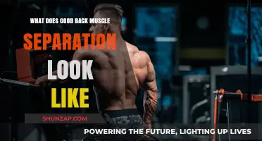 Sculpted Strength: The Aesthetic and Functional Benefits of Well-Defined Back Muscles