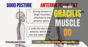 Understanding the Gracilis Muscle: Function and Anatomy